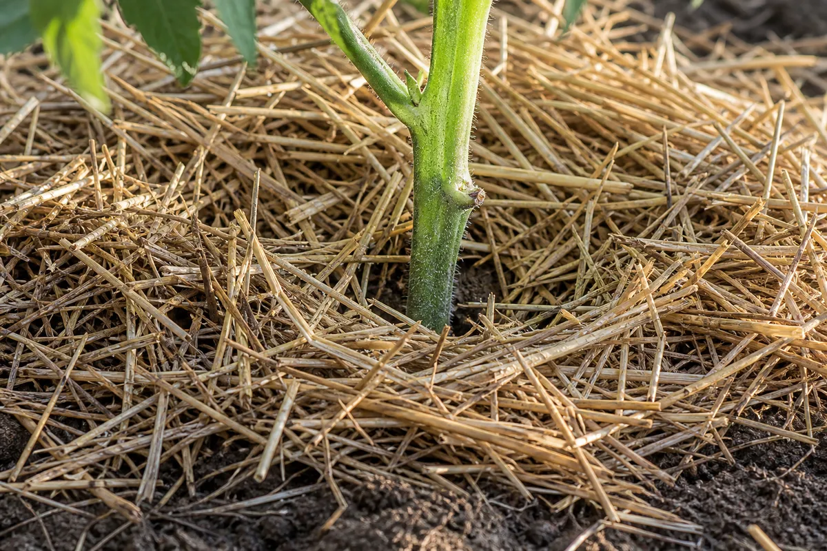 Pied de tomate paillé avec de la paille dorée au potager